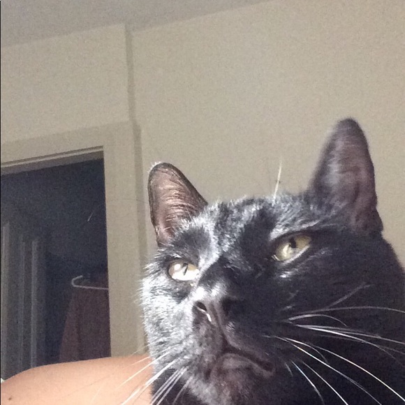 Meet your Posher, Lily - Picture 1 of 1